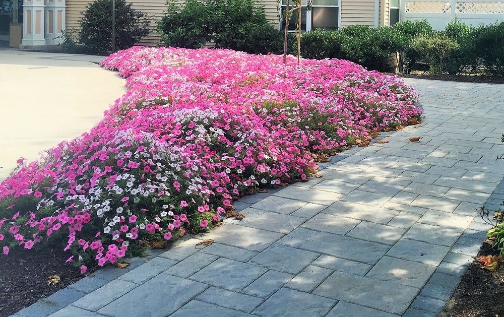 Vacation Village In The Berkshires Hancock Luaran gambar Petunia x hybrida
